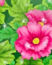 cute kawaii flowers