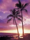 palm trees