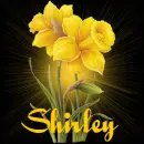 Shirley