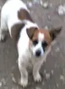 Cute Lil Doggy
