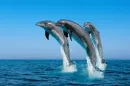 dolphins show