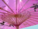 pink umbrella