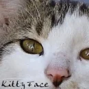 kitty faces