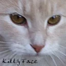 kitty2