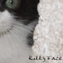 kitten