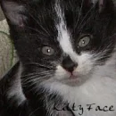 anotherkitten
