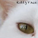 mommakitty