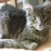 kittys!
