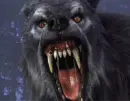 :~:WereWolf:~: