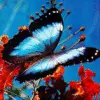 butterfly