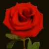 red rose