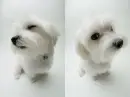Cool Doggy