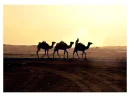 camels in desert