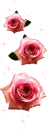 pink roses