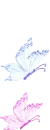 butterflys
