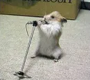Singing mouse