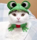 Frog ears