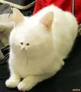 Small Eyed Cat