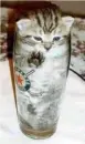 Glass o' Cat