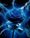 Blue Lightening Rose