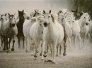 horses