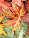 autumn leaf