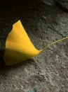 tree leaf