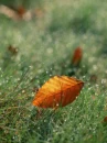  	tree leaf