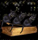 black Cat
