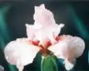  a flower