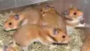 playing hamsters
