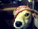 thug dog