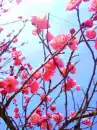 cherry tree flowers