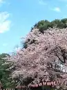 cherry tree flowers