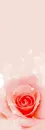 PINK ROSE