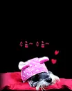 kawaii cute puppy dog schnauzer