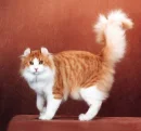 ab6