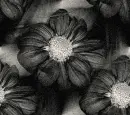 Dark flower