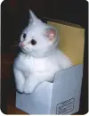 cute kitty