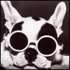 Doggie
