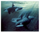 killer whale pod