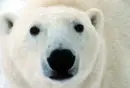 Nanu Polar Bear-Adult