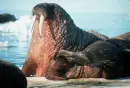 Seela Walrus-Adult