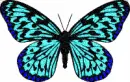 blue butterfly