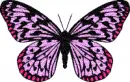 blue and pink butterfly