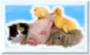 cute animals