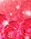 rose flower