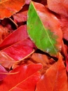 autumn tree leaf