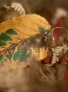 tree leaf