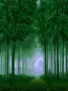 bamboo forest